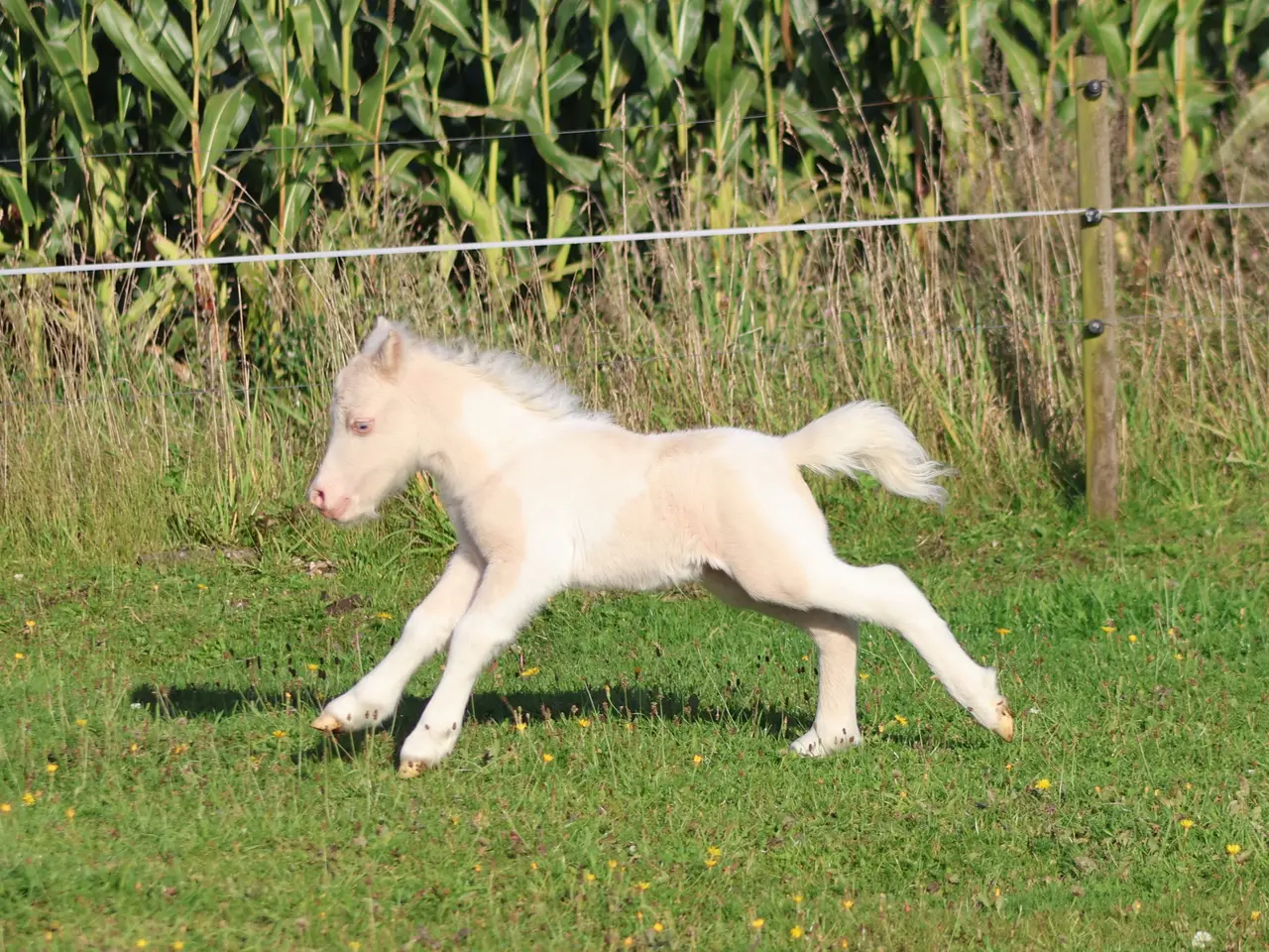 Billede 11 - 1 års vallak
