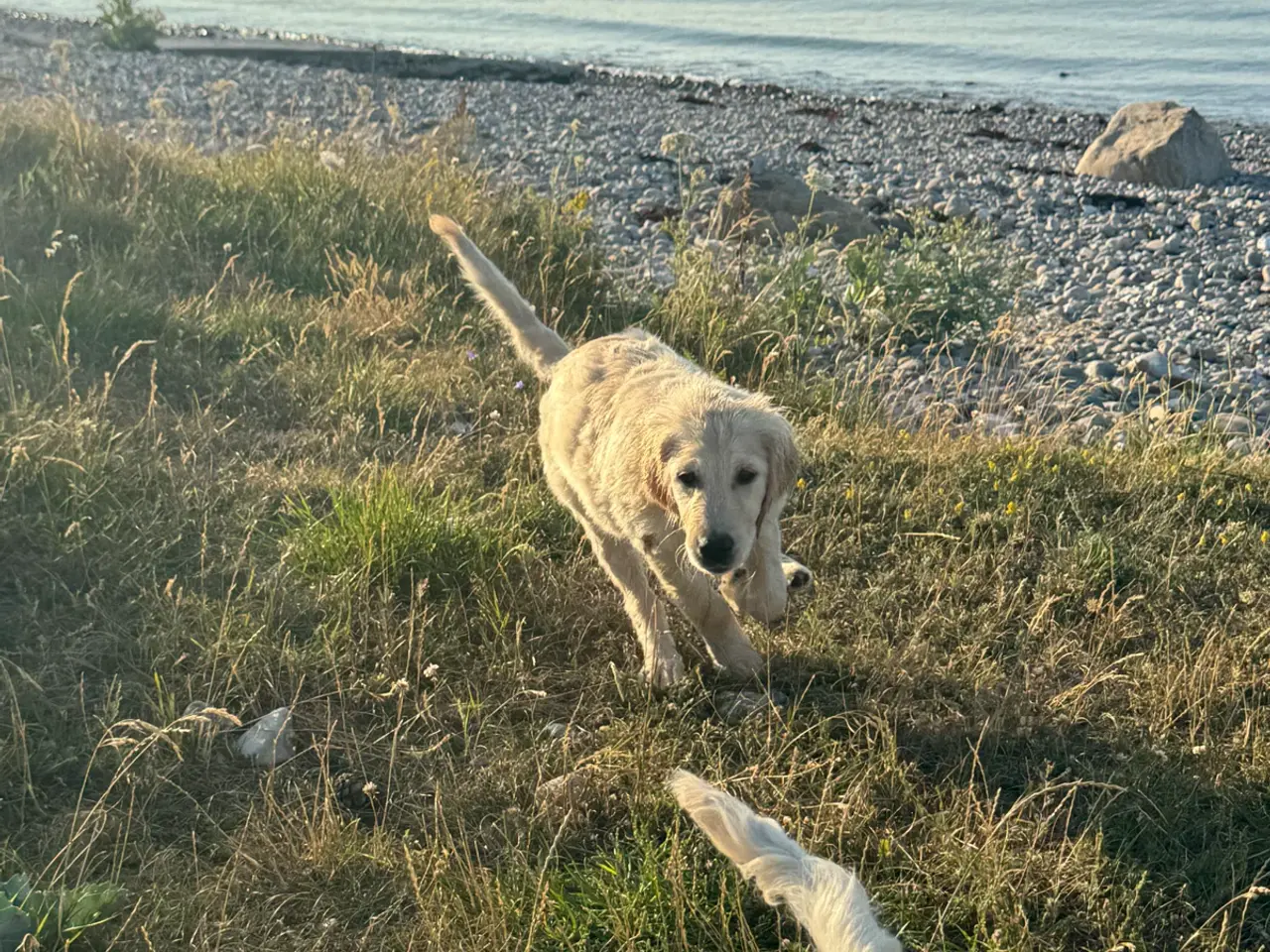 Billede 7 - Fantastisk kærlig Golden doodle