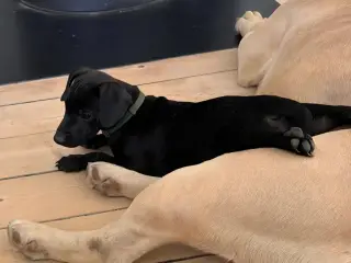 Patterdale Terrier hvalpe til salg
