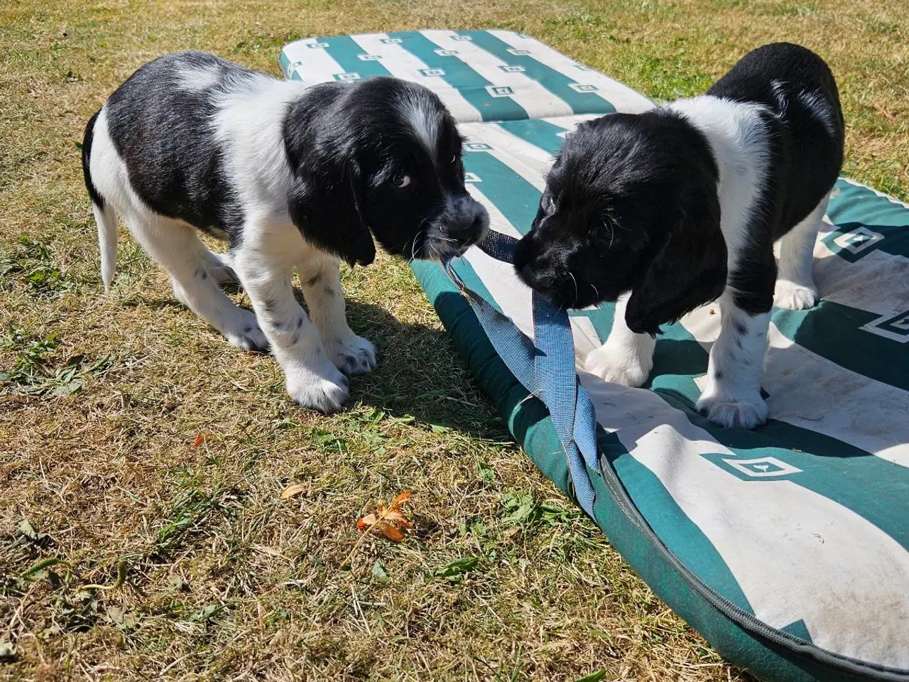 Billede 13 - Springer spaniel 8 uger