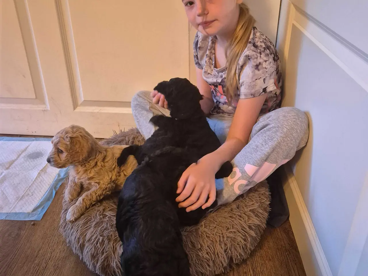 Billede 9 - Lækker cockapoo hvalp