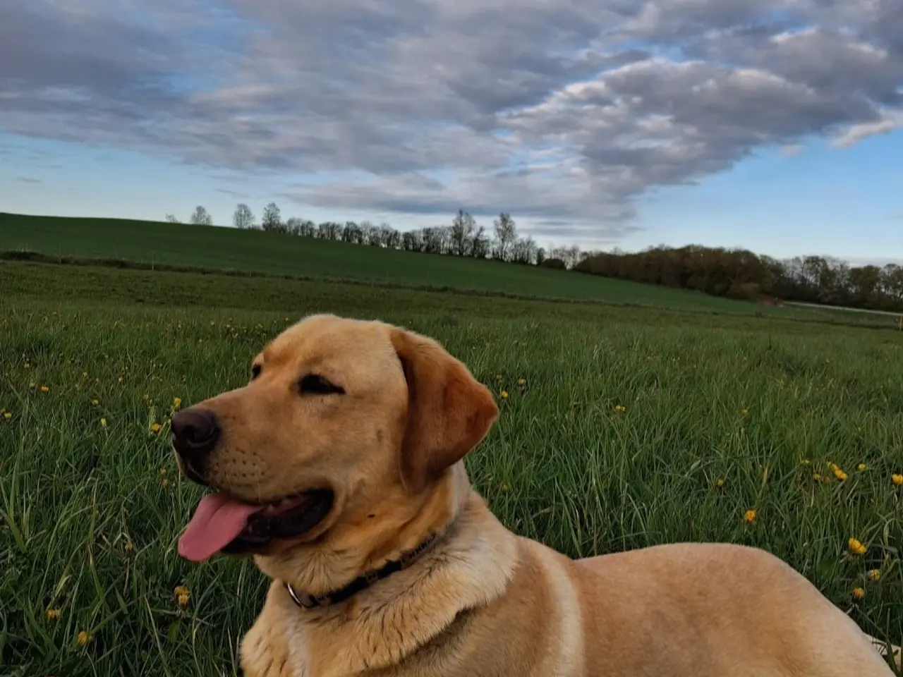 Billede 6 - Sødeste avlsklare labrador