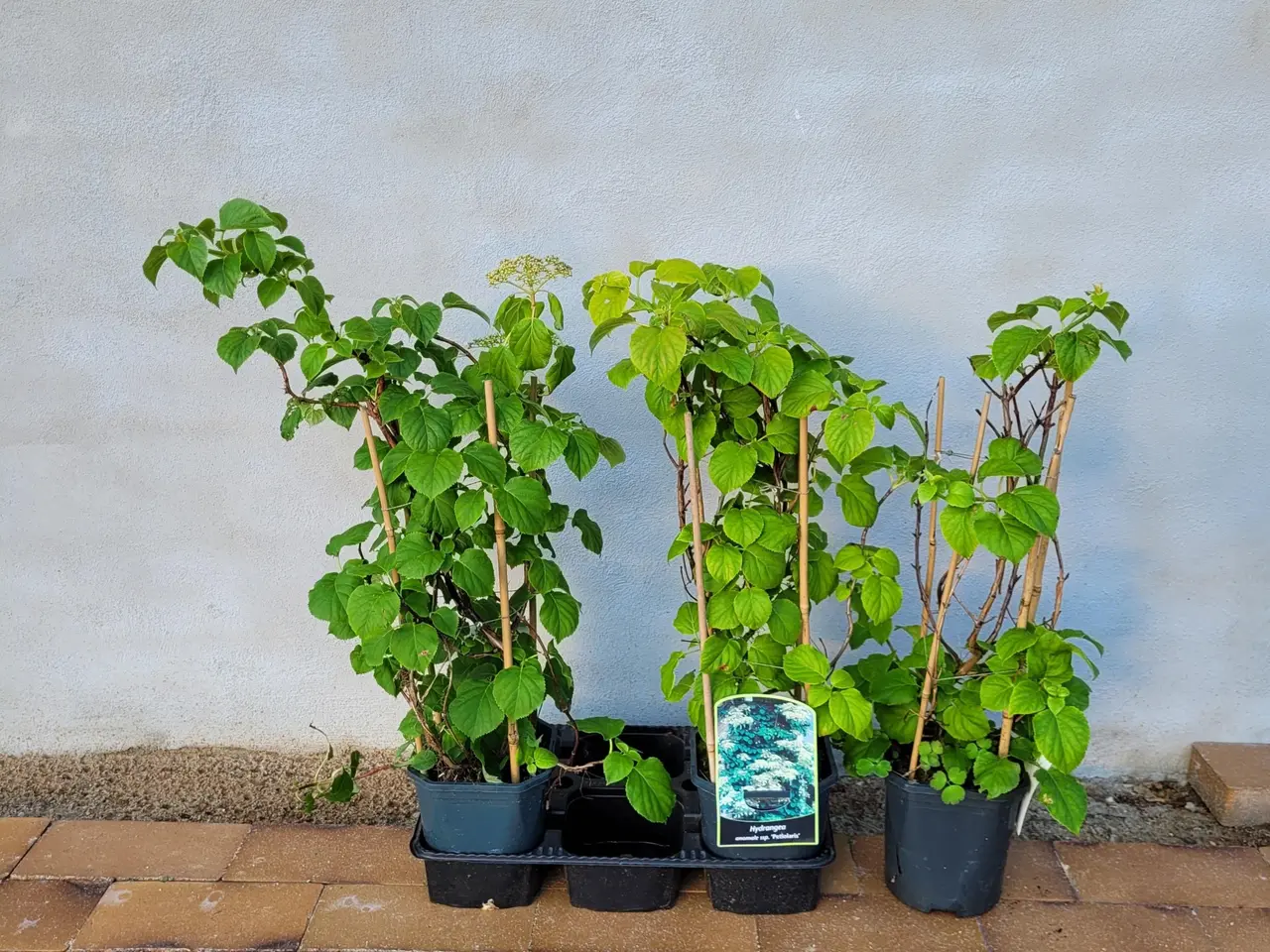 Billede 1 - Klatre hortensia 3 stk/ Blågræs 2 stk.