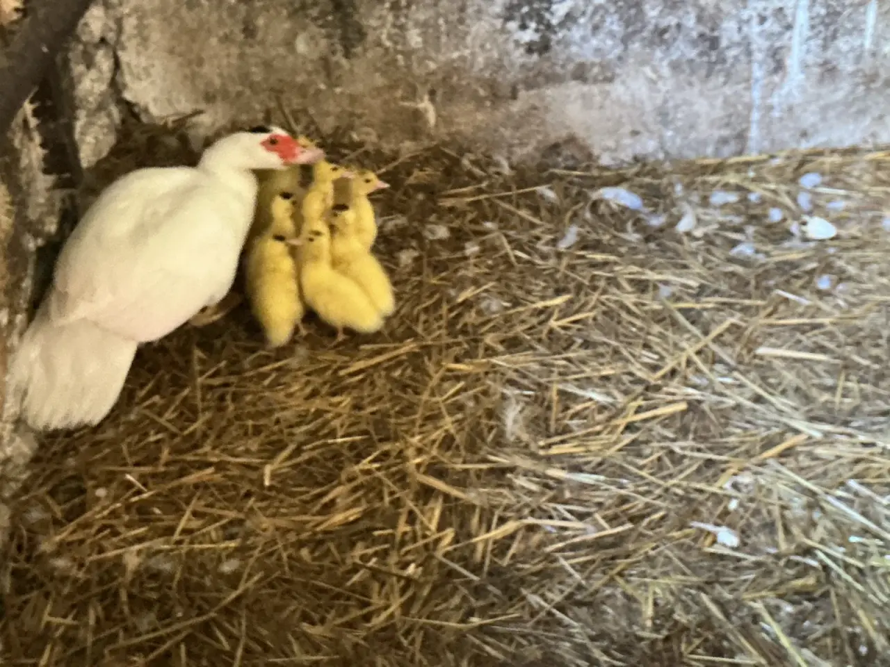 Billede 1 - Moskusand med ællinger