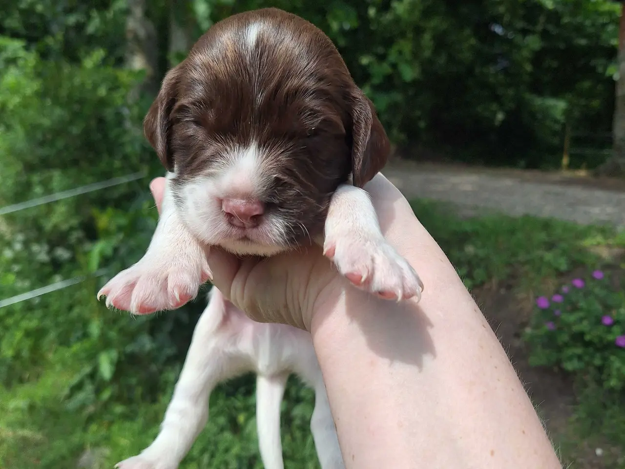 Billede 5 - Springer Spaniel hvalpe sælges
