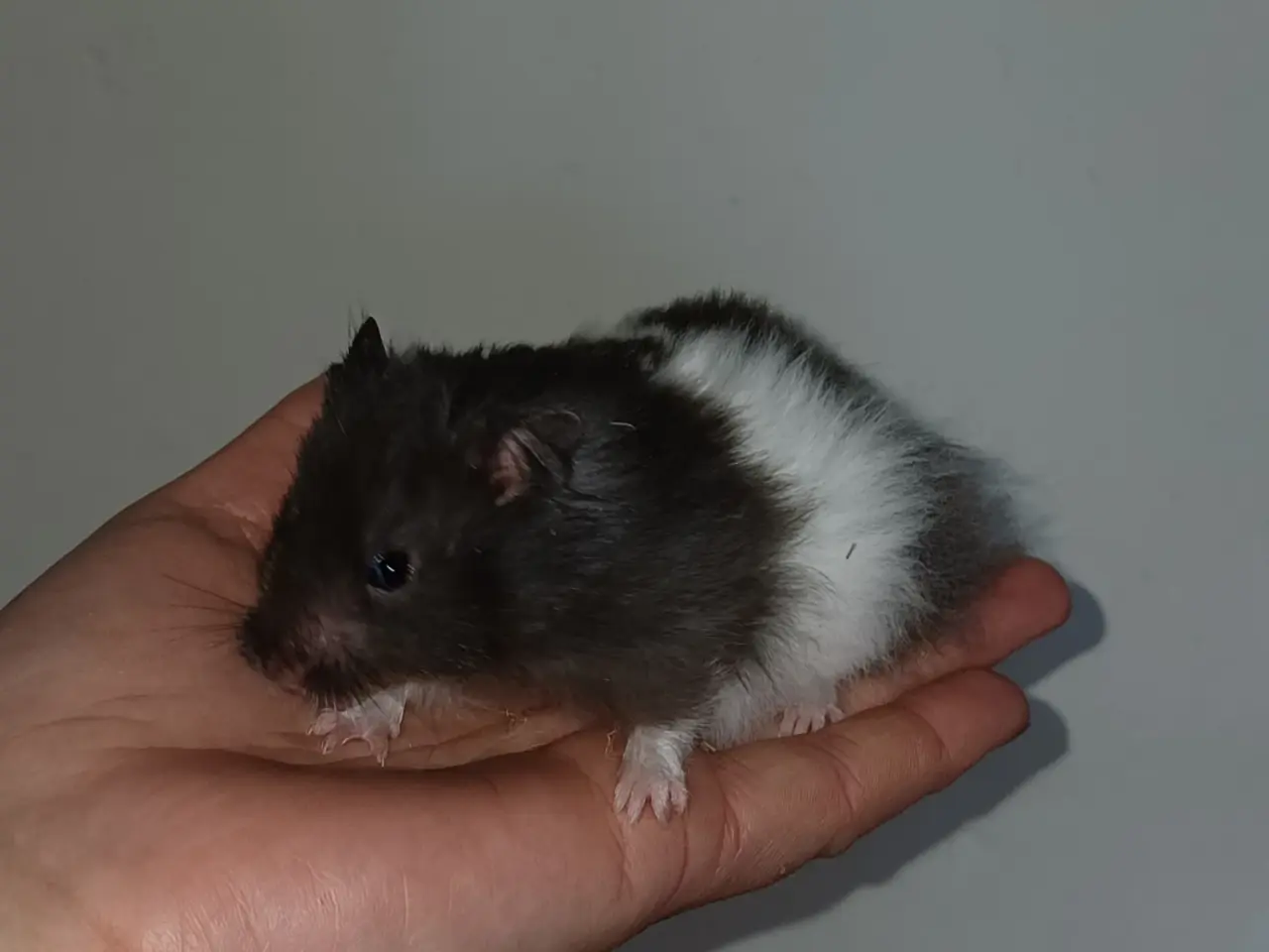Billede 8 - Guldhamster unger
