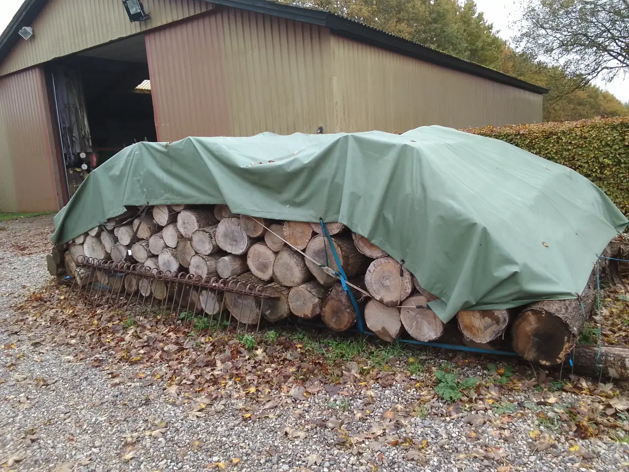 Billede 1 - Eg i 3m stammer