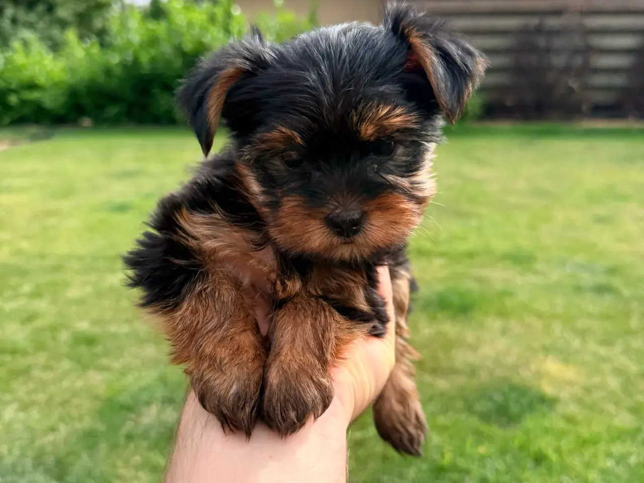 Billede 4 - Yorkshire Terrier Hvalpe