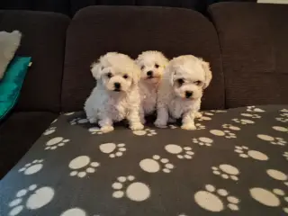 Bichon Frise