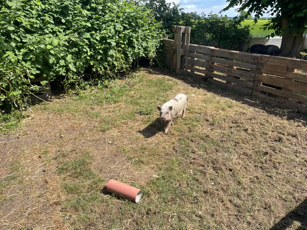 Billede 2 - Gratis Grise 