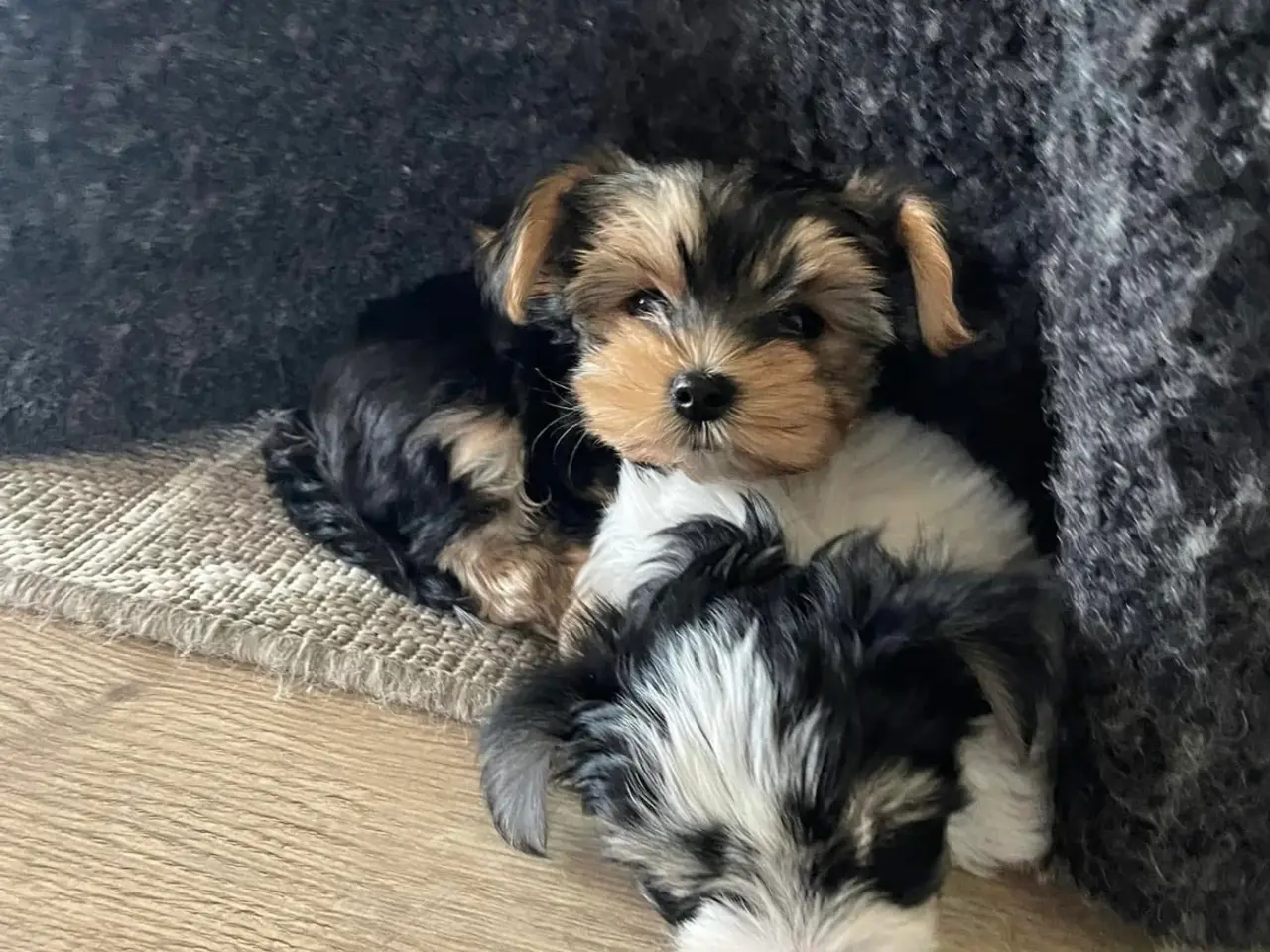 Billede 10 - parring af Yorkshire terrier / Malteser