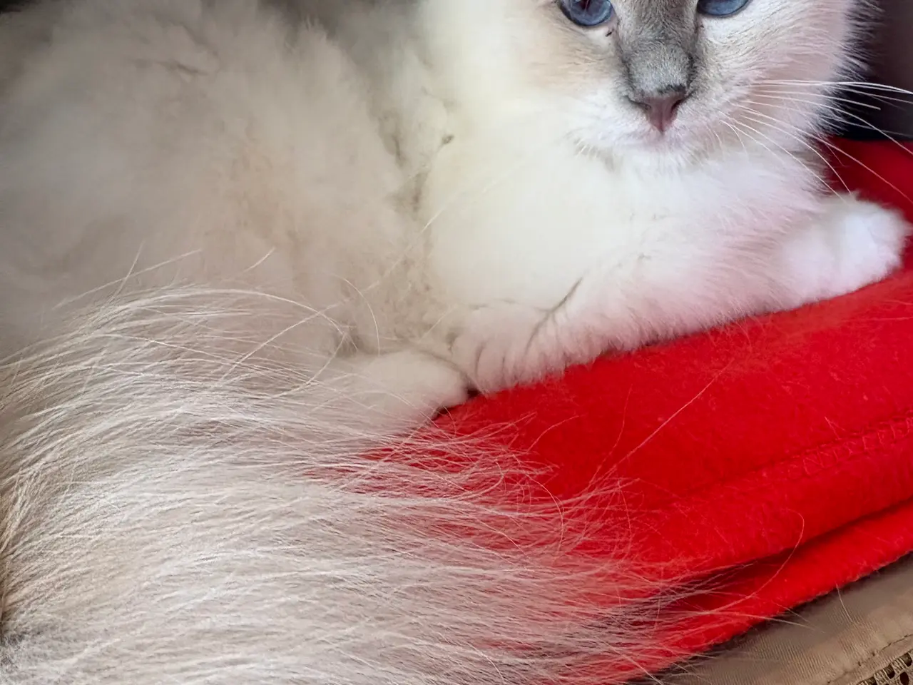 Billede 3 - 🐾 Hellig Birma hankat – lilla tabby masket – muli
