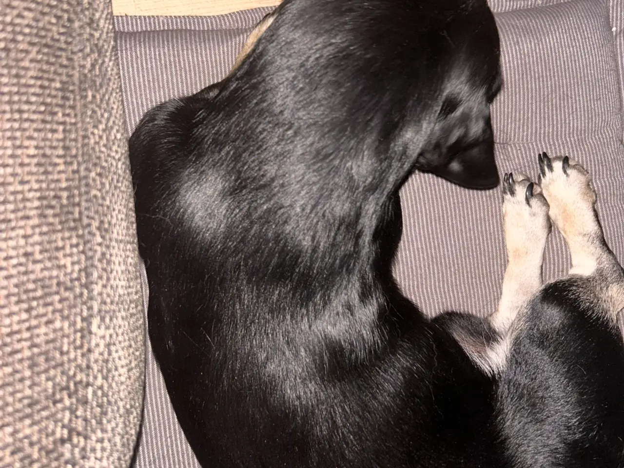 Billede 4 - Dejlig lille blandings han hund