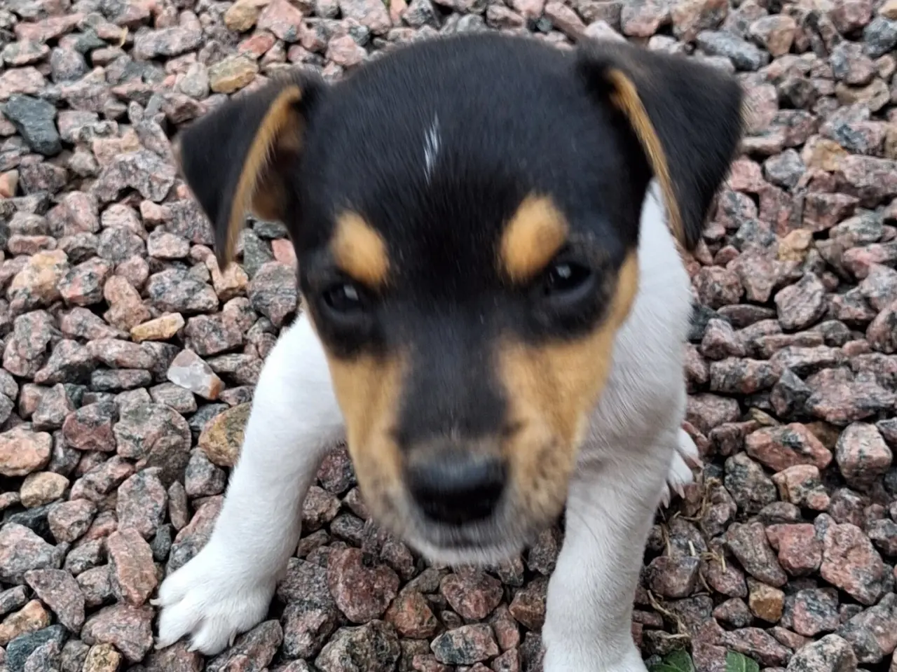 Billede 3 - Korthåret Jack Russel terrier.