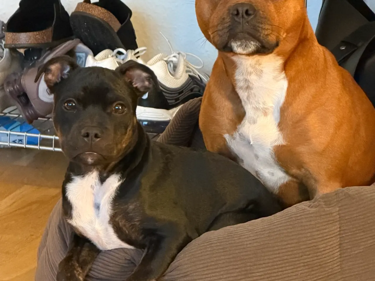 Billede 6 - Nemo søger nyt blivende hjem🐶