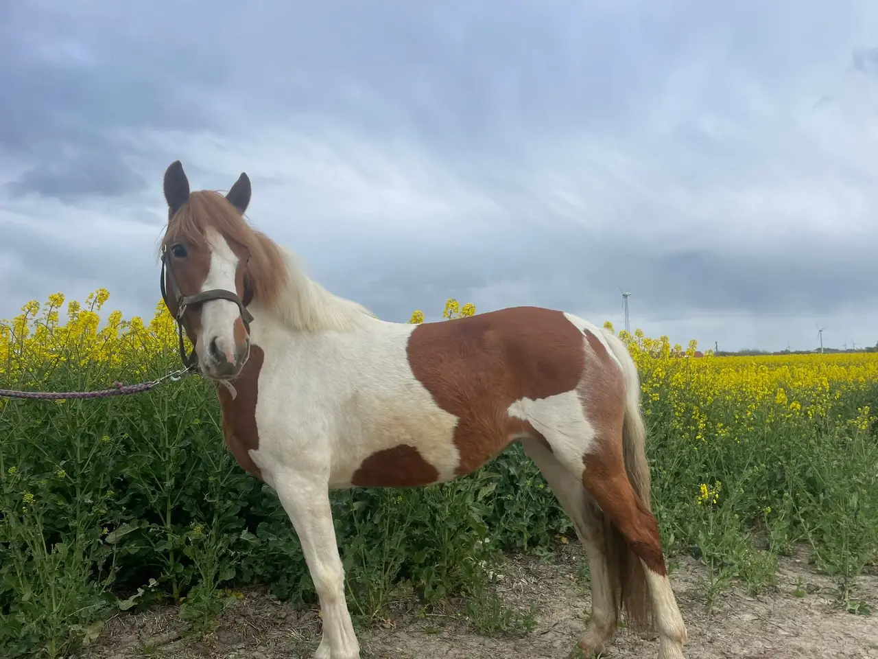Billede 3 - 🌟 To skønne ponyer søger nyt hjem 🌟