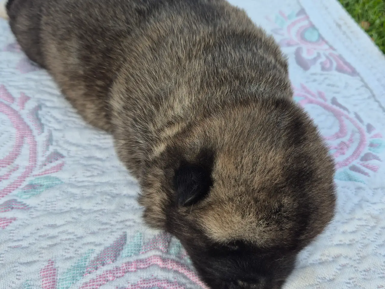 Billede 4 - American Akita hundehvalpe 🩷💙💙💙