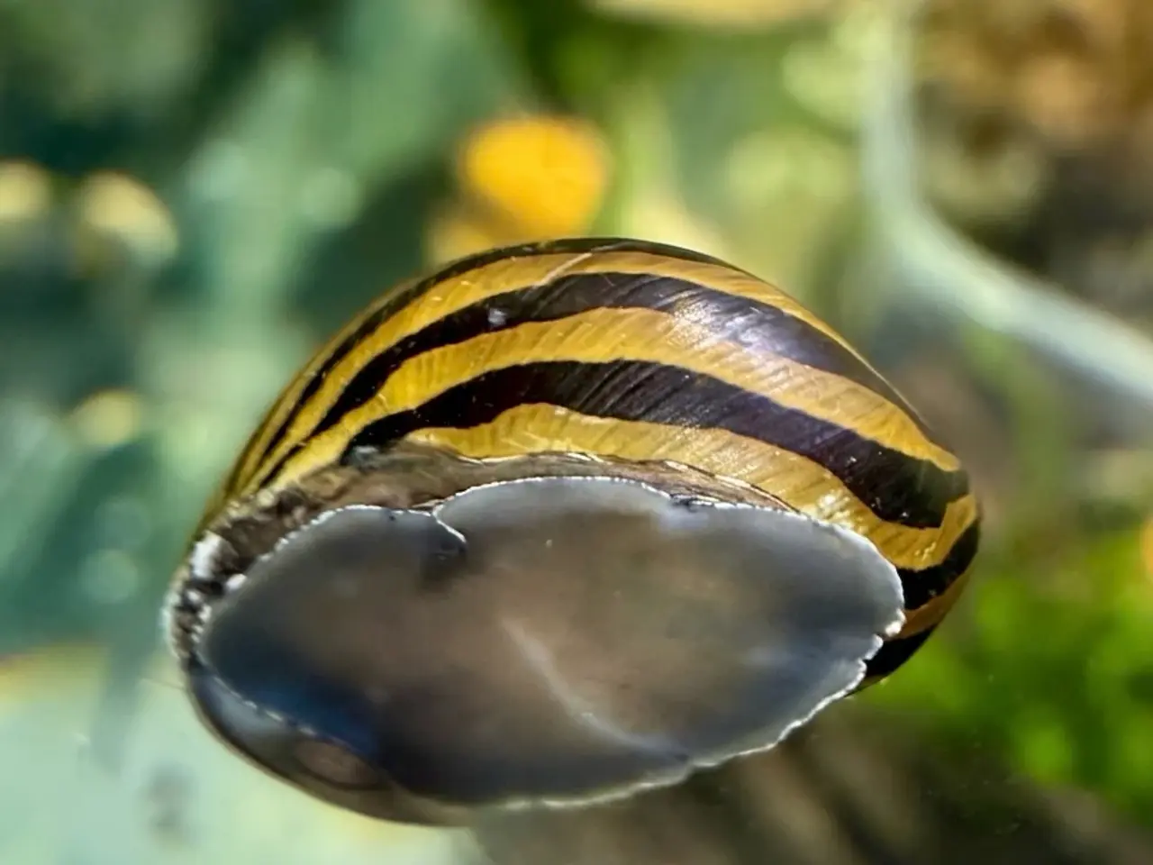 Billede 4 - Zebra Nerite - Slip af med alger 
