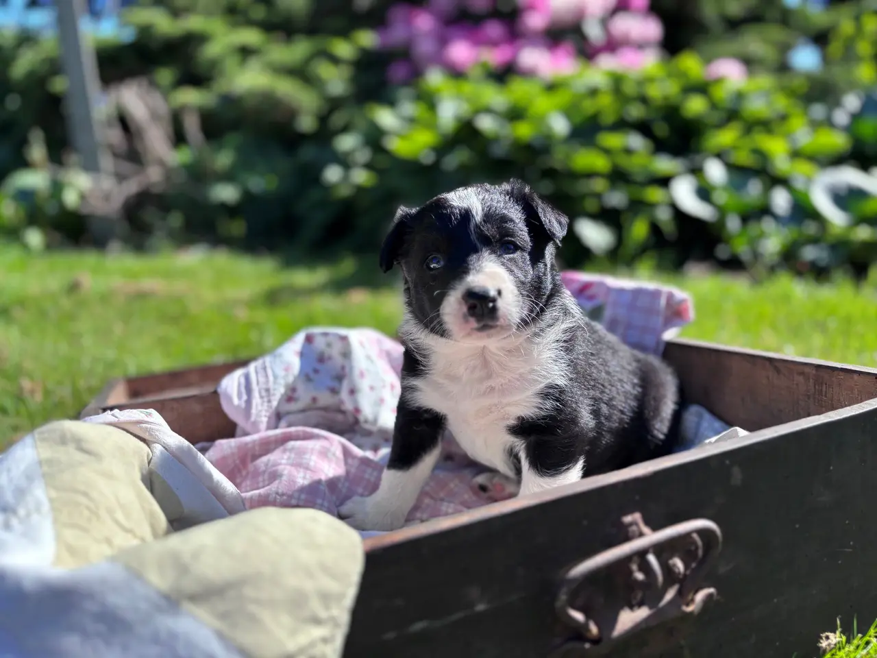 Billede 4 - Border Collie hvalpe