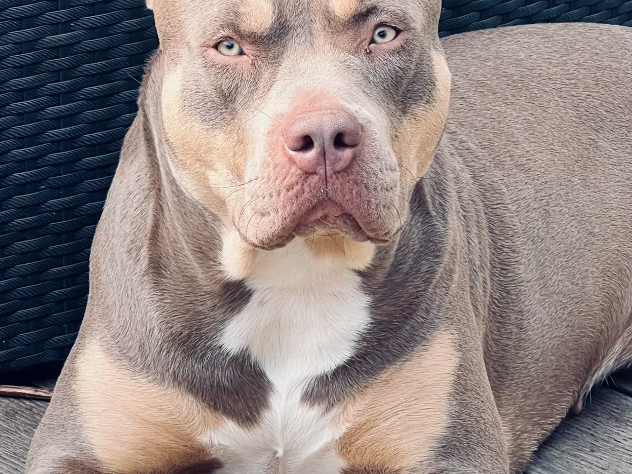 Billede 3 - American Bully XL