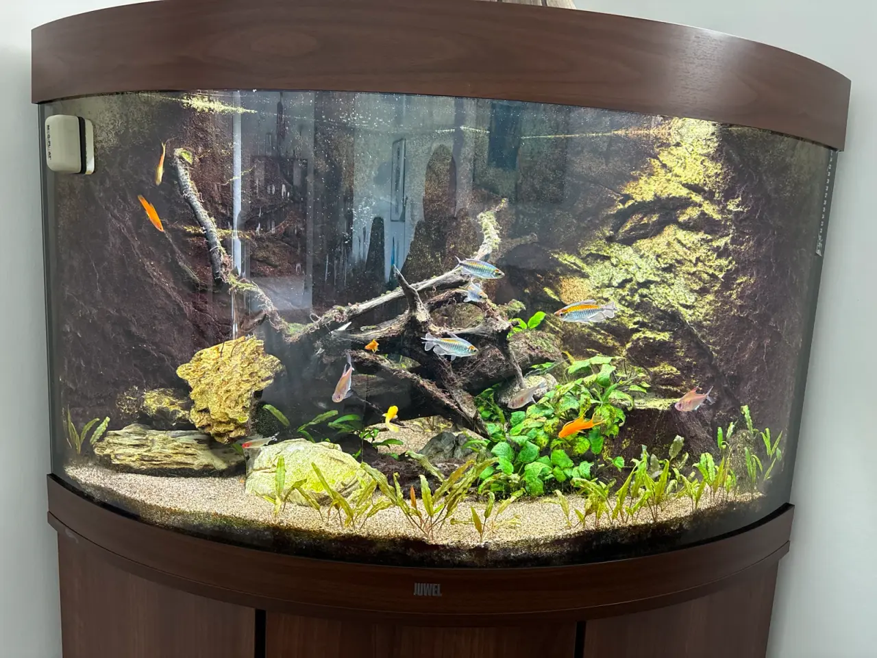 Billede 3 - Juwel hjørneakvarium 190 liter