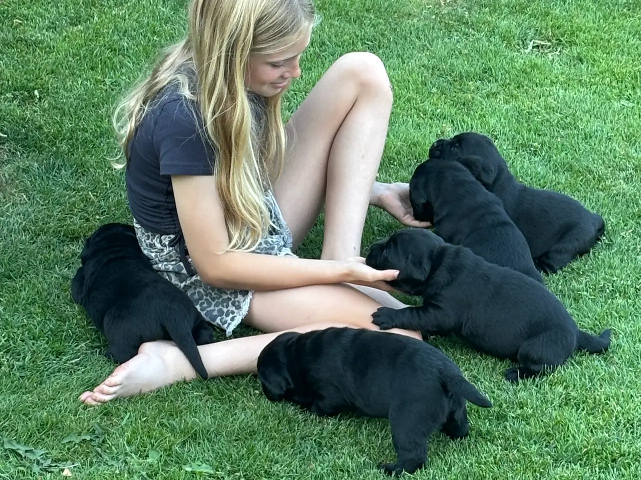 Billede 9 - 🐾 Sorte Labradorhvalpe – gammeldags type 🐾
