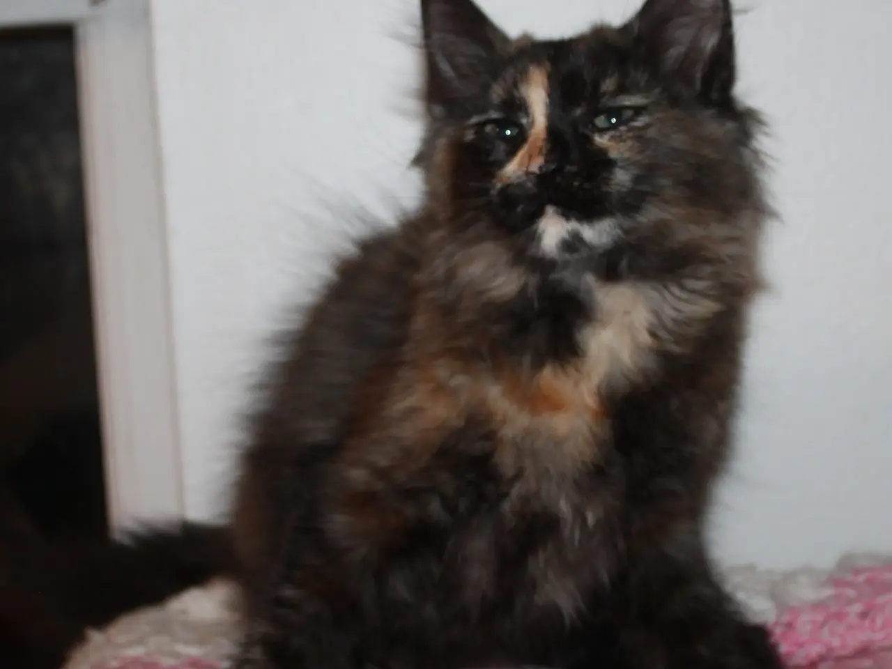 Billede 13 - 🍂 Hun ligner en varm efterårsdag 🌸 Maine Coon 🌸