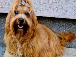 Smuk Rød Bichon Havanais tilbydes avl. - 4
