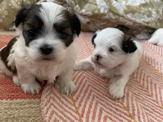 Boomer (Shih Tzu / Malteser)