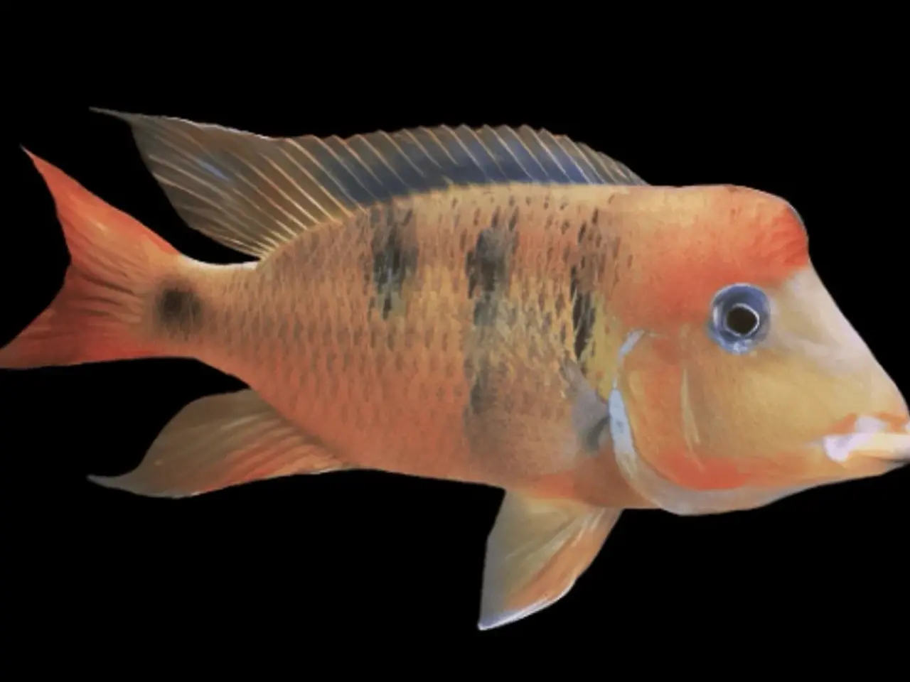 Billede 1 - Geophagus Pellegrini 3. Stk.