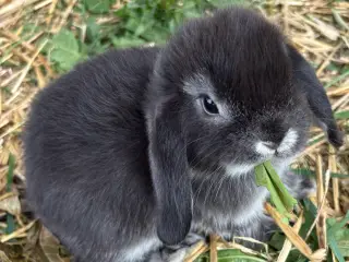 Minilops piger