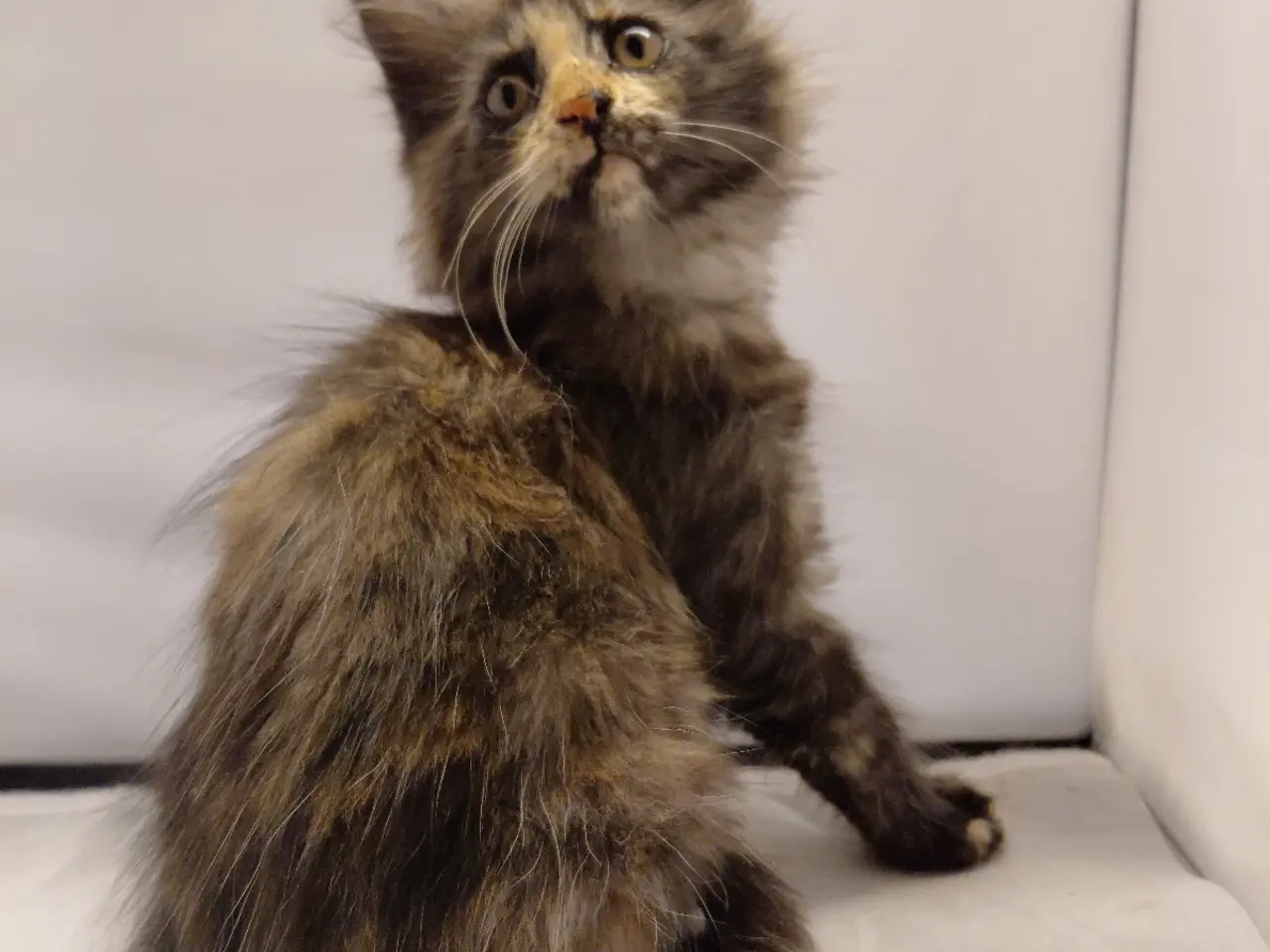 Billede 6 - Maine Coon mor Norsk Skovkat far