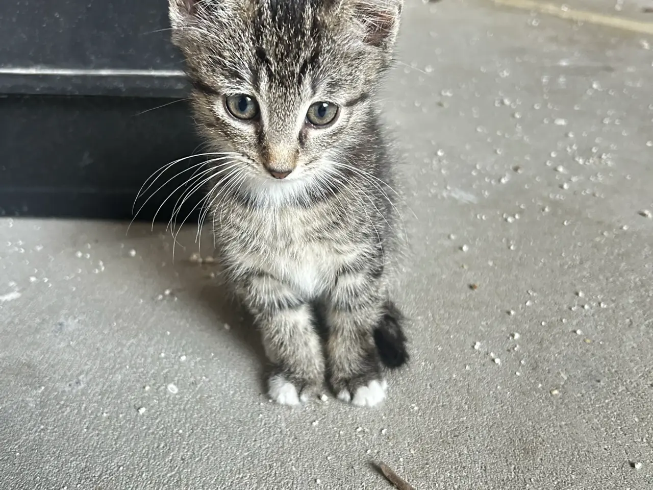 Billede 5 - Søde katte killinger søger hjem❤️