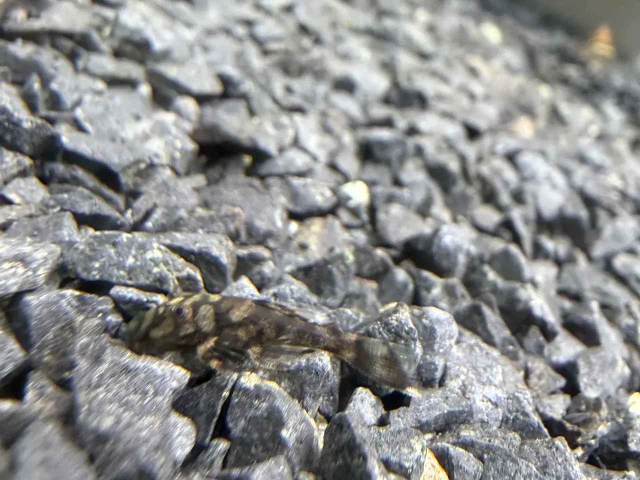 Billede 9 - L519 Honeycomb Pleco – Ancistrus sp.