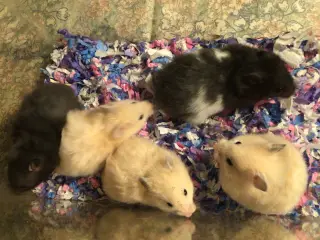 Guldhamsterunger