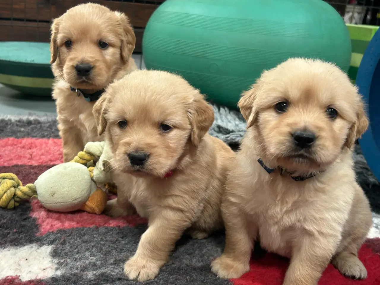 Billede 3 - Golden Retriever hvalpe