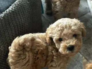 Shapendoodle F1b