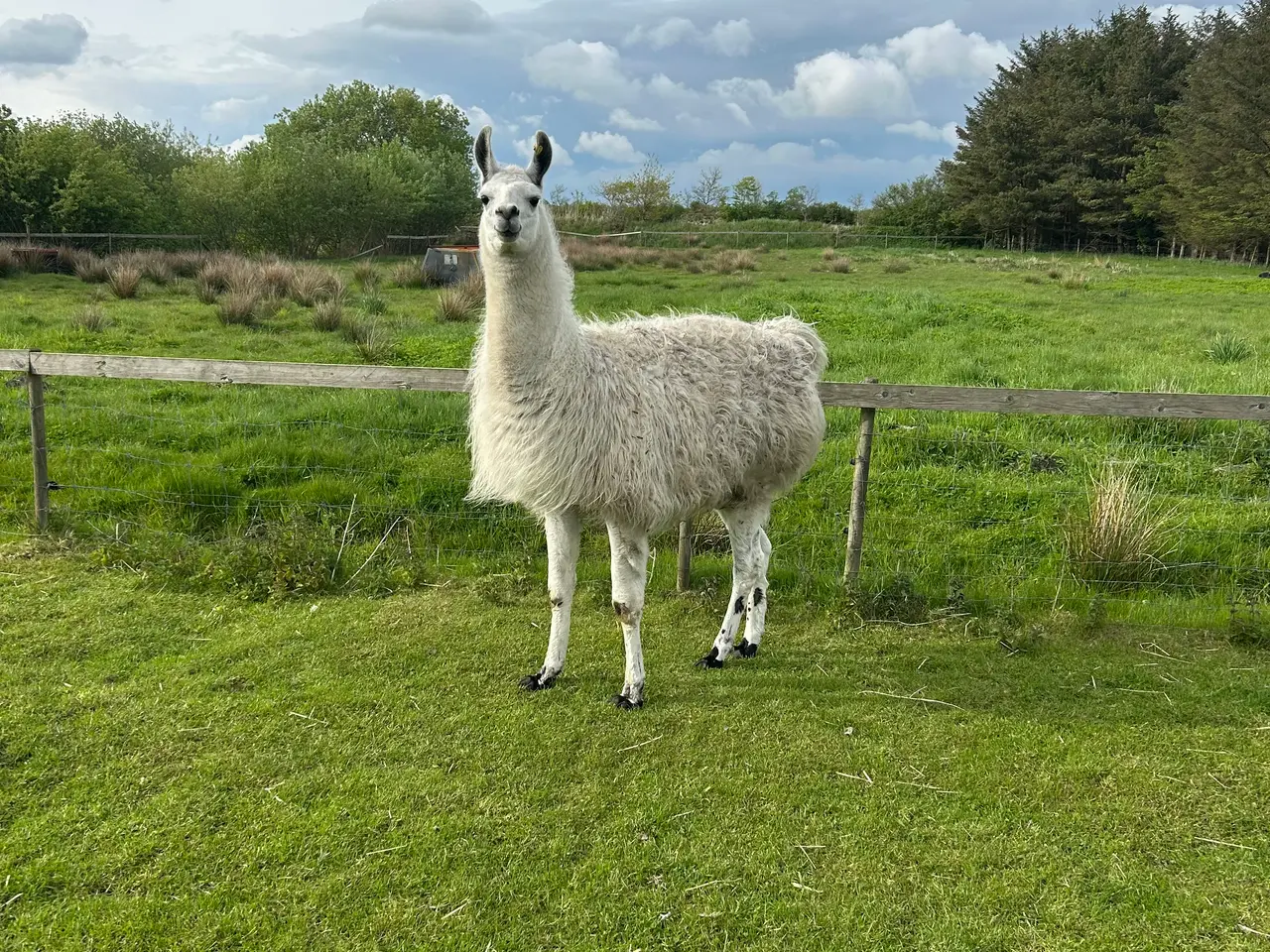Billede 1 - Lama par