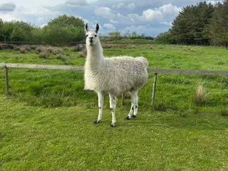 Lama par