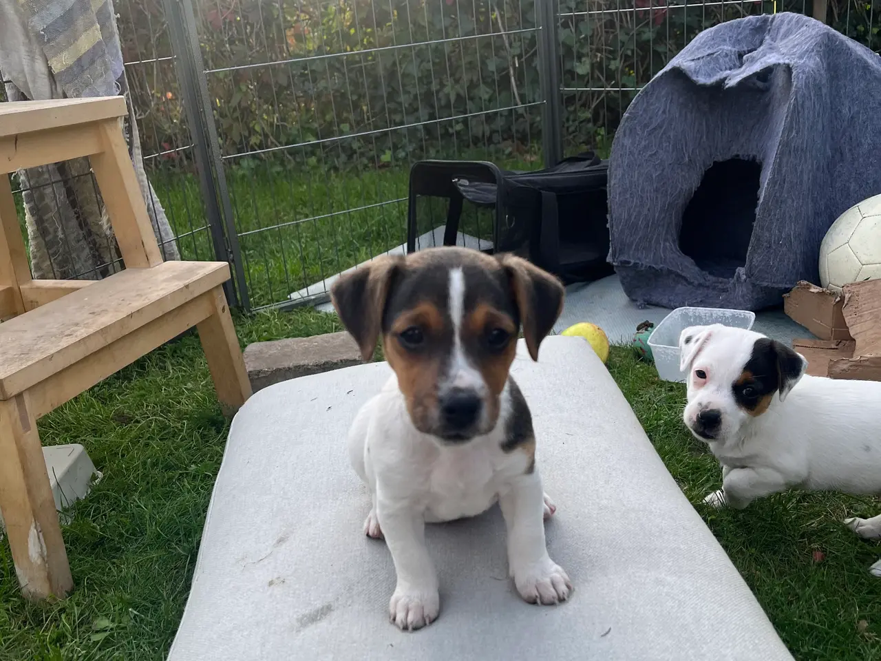 Billede 10 - Jack Russel hvalpe med stamtavler, glathårede