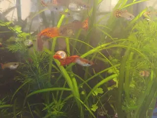 Guppy-yngel Metal Snakeskin Red Lace