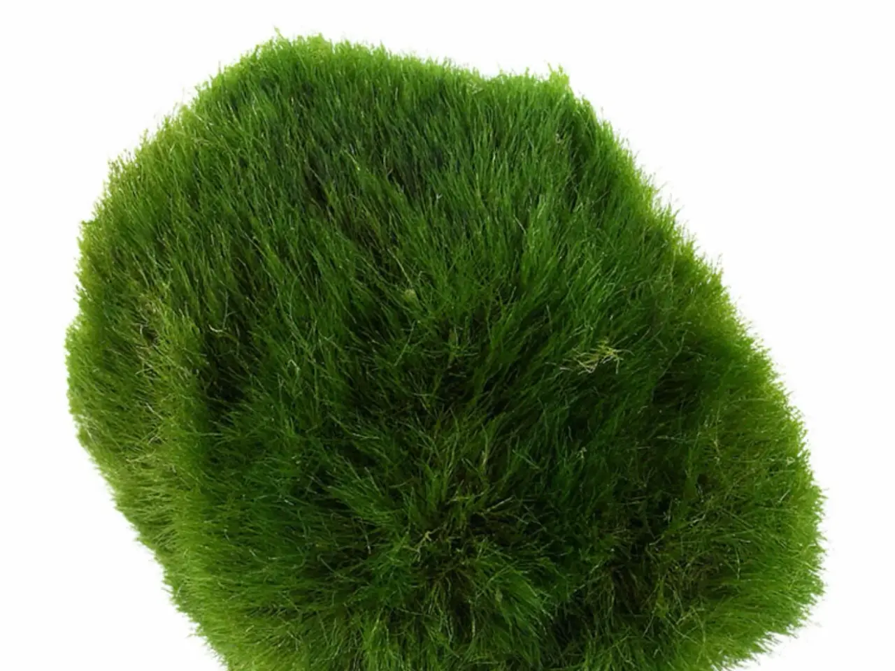 Billede 1 - 1.2 grow akvarieplanter đ