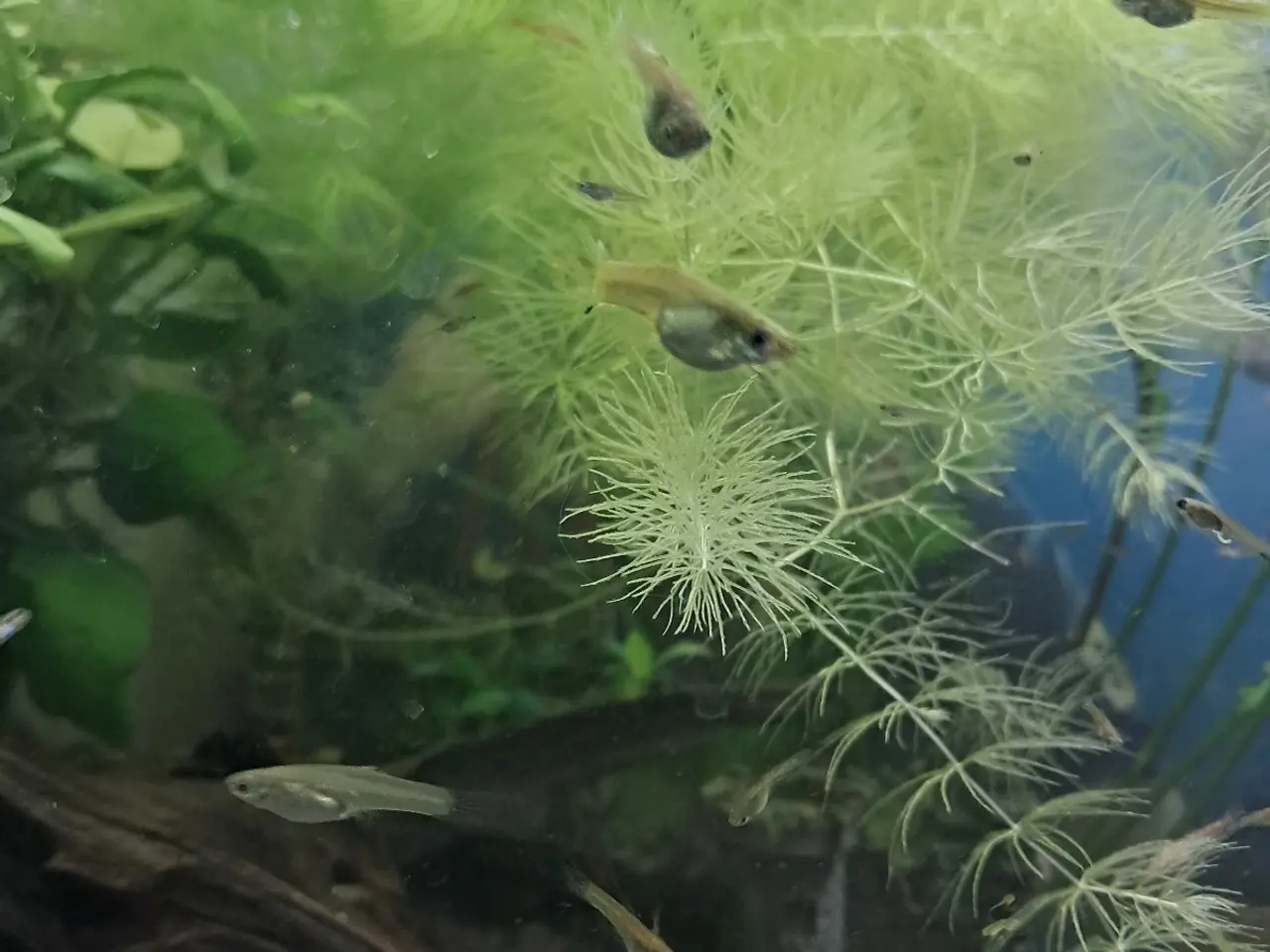 Billede 2 - Endlers guppyer
