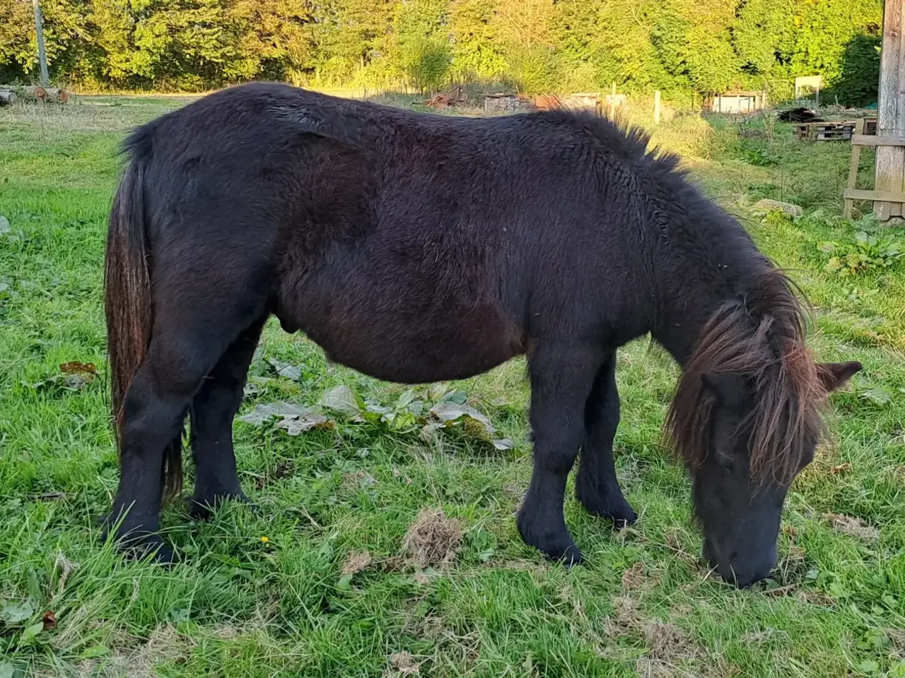 Billede 2 - Shetlandspony 2-års hingsteplage. 