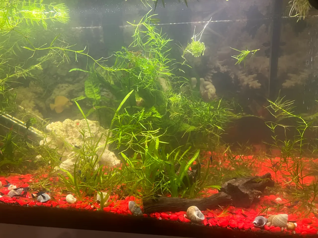 Billede 5 - Eheim akvarie