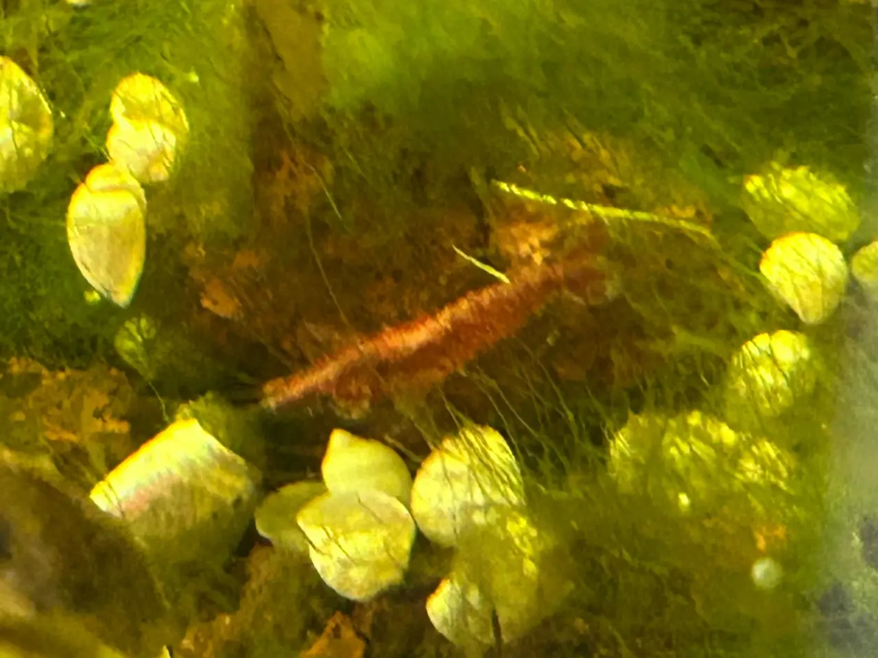 Billede 6 - 🦐🍒 Flotte Røde kirsebærrejer – Viby J