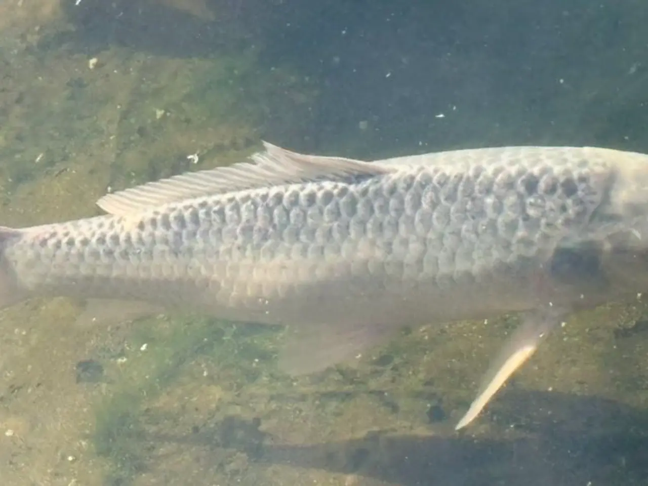 Billede 7 - 6 Koi SAMLET