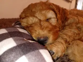 Coackapoo hvalpe(50% cocker spaniel og 50% puddel) - 5