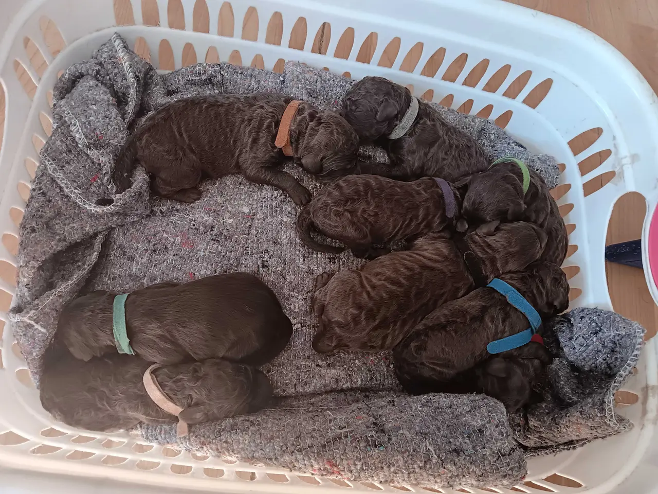 Billede 6 - Brune labradoodle F1B hvalpe