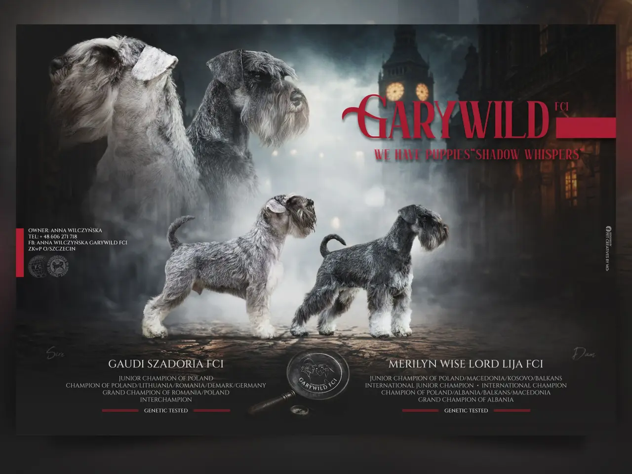 Billede 3 - Miniature Schnauzer – kommende kuld Garywild FCI